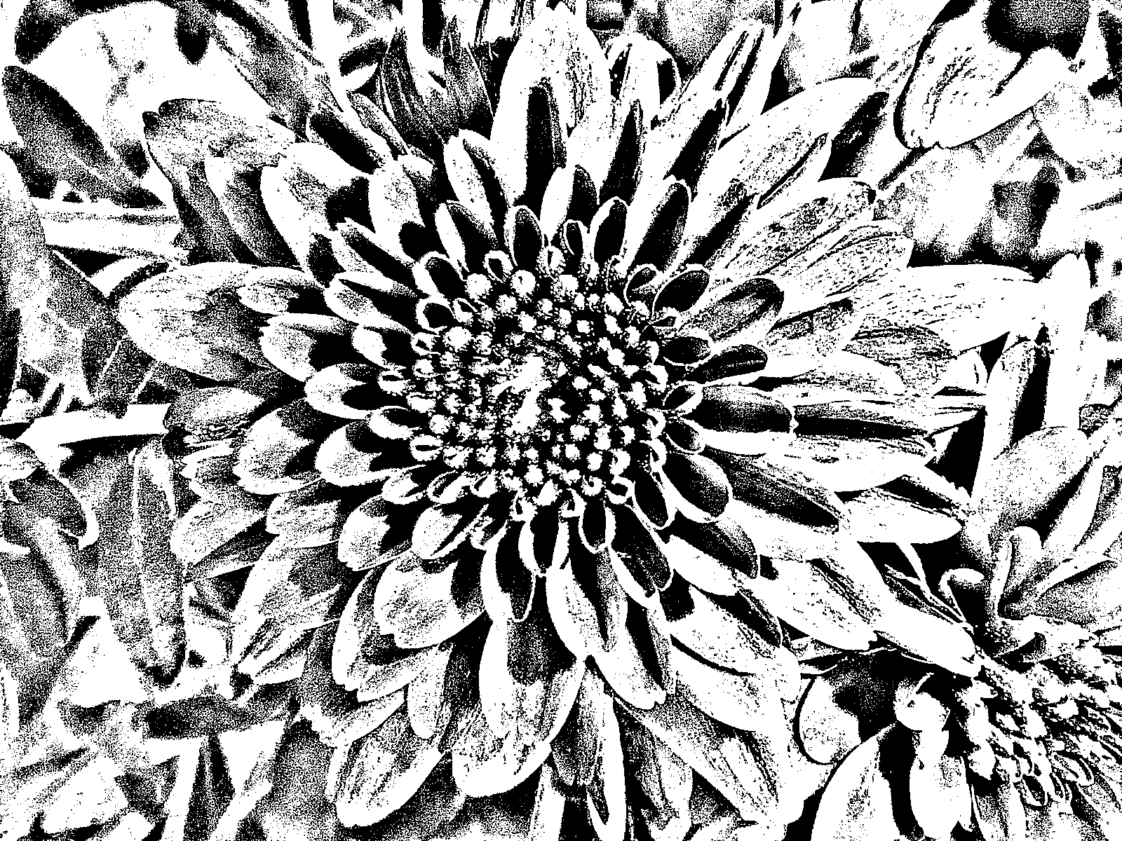 Black-and-white threshold image of a flower with radiating petals